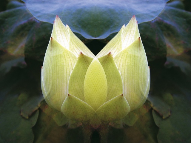 并蒂荷花_《青年文摘》杂志唯一官方网站